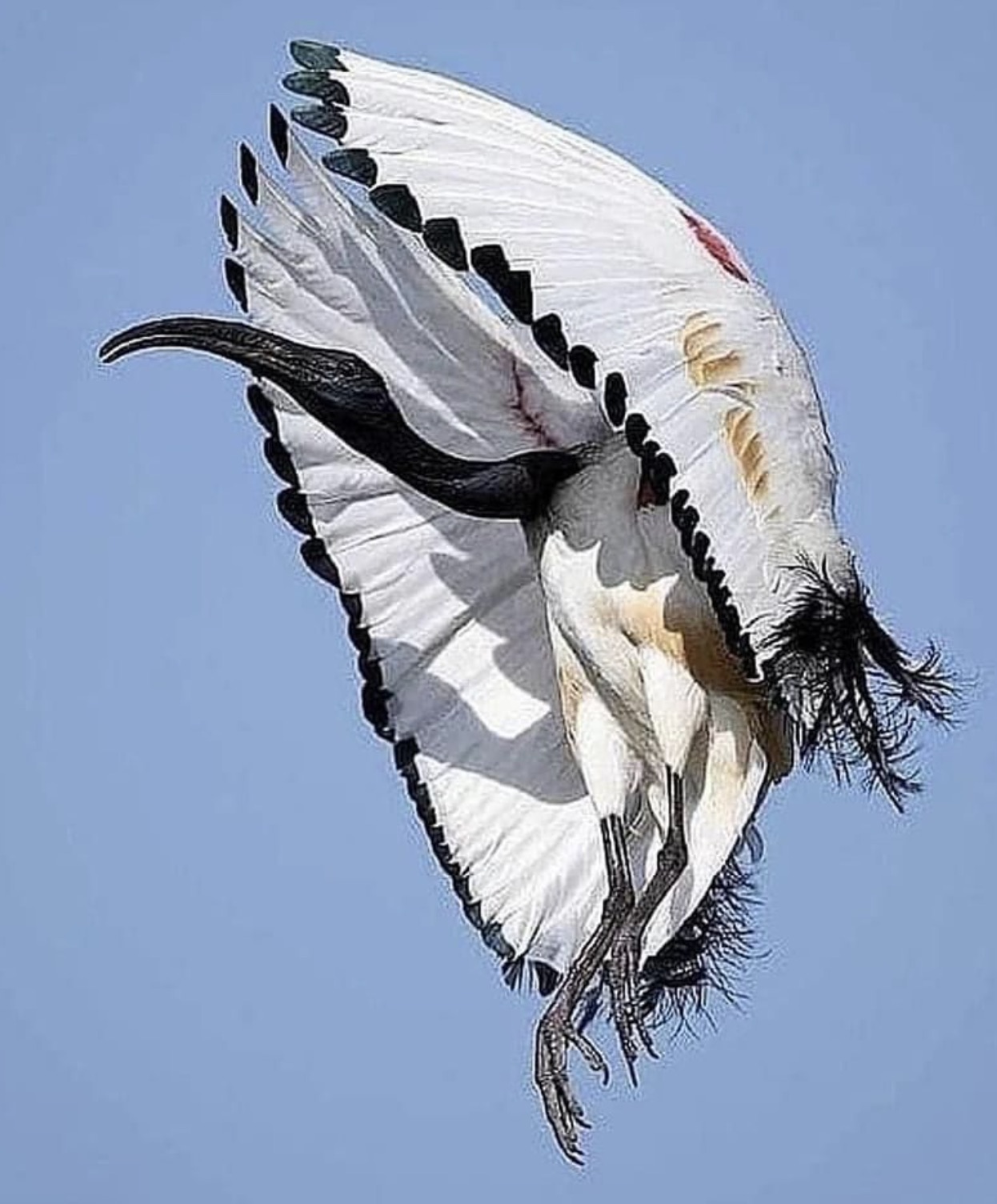 african sacred ibis